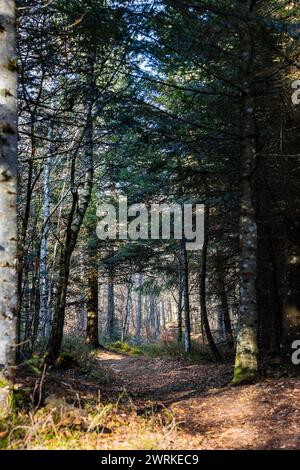 Chemin forestier autour du PIC de Lizieux dans le Velay Stockfoto