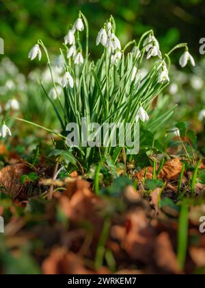 Waldschneeglöckchen leuchten in der Februarsonne. Schneeglöckchen sind harte krautige Pflanzen, die von unterirdischen Zwiebeln durchdringen. Sie gehören zu den Ohnen Stockfoto