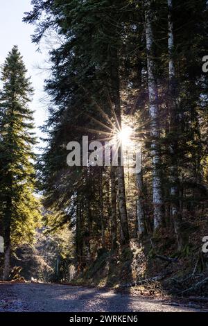 Soleil à travers les sapins depuis un chemin forestier autour du Marais de Vaux et de l’Etang des Lésines sur le Plateau d’Hauteville Stockfoto