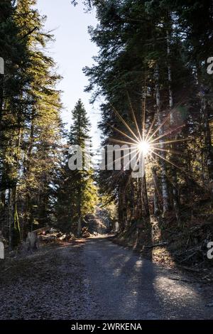 Soleil à travers les sapins depuis un chemin forestier autour du Marais de Vaux et de l’Etang des Lésines sur le Plateau d’Hauteville Stockfoto