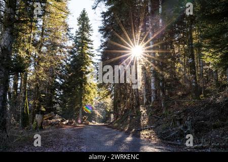 Soleil à travers les sapins depuis un chemin forestier autour du Marais de Vaux et de l’Etang des Lésines sur le Plateau d’Hauteville Stockfoto