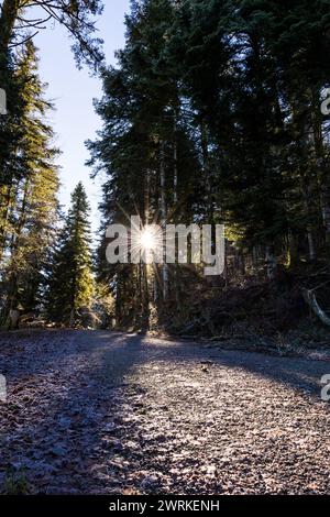 Soleil à travers les sapins depuis un chemin forestier autour du Marais de Vaux et de l’Etang des Lésines sur le Plateau d’Hauteville Stockfoto