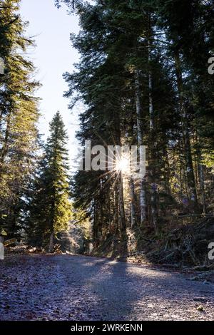 Soleil à travers les sapins depuis un chemin forestier autour du Marais de Vaux et de l’Etang des Lésines sur le Plateau d’Hauteville Stockfoto