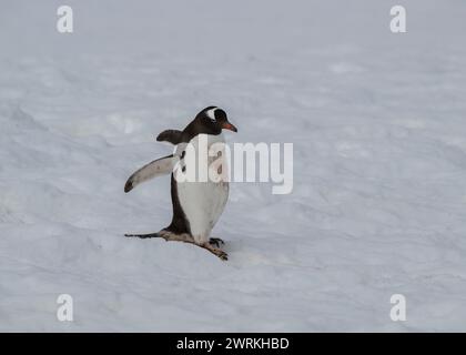 Pinguin Gentoo (Pygoscelis papua), Überquerung von unebenem Schnee, Curverville Island, Antarktische Halbinsel, Januar 2024. Stockfoto