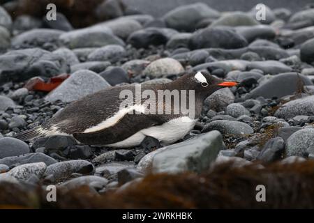 Penguin Gentoo (Pygoscelis papua), Half Moon Island, South Shetland Islands, Antarktis, Januar 2024 Stockfoto