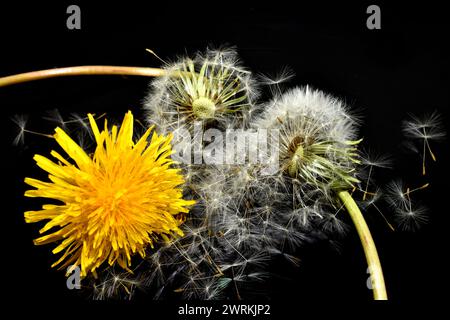 Zwei Stufen einer Löwenzahnblüte. Eine Blume, die nur gelb blüht und reife Samen hat, mit Regenschirmen. Stockfoto