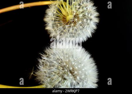 Auf dem Bild bilden zwei Löwenzahnblüten, in denen Samen und Regenschirme gereift sind, auf dunklem Hintergrund weiße Kugeln. Stockfoto