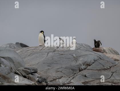 Pinguin Emperor (Aptenodytes forsteri), einsamer Erwachsener in einer Gentoo-Kolonie auf Pleneau Island, Antarktische Halbinsel, Januar 2024 Stockfoto