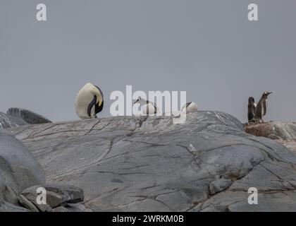 Pinguin Emperor (Aptenodytes forsteri), einsamer Erwachsener in einer Gentoo-Kolonie auf Pleneau Island, Antarktische Halbinsel, Januar 2024 Stockfoto