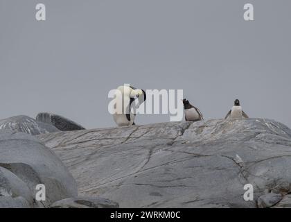 Pinguin Emperor (Aptenodytes forsteri), einsamer Erwachsener in einer Gentoo-Kolonie auf Pleneau Island, Antarktische Halbinsel, Januar 2024 Stockfoto