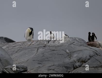 Pinguin Emperor (Aptenodytes forsteri), einsamer Erwachsener in einer Gentoo-Kolonie auf Pleneau Island, Antarktische Halbinsel, Januar 2024 Stockfoto