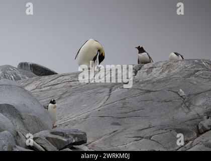 Pinguin Emperor (Aptenodytes forsteri), einsamer Erwachsener in einer Gentoo-Kolonie auf Pleneau Island, Antarktische Halbinsel, Januar 2024 Stockfoto