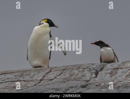 Pinguin Emperor (Aptenodytes forsteri), einsamer Erwachsener in einer Gentoo-Kolonie auf Pleneau Island, Antarktische Halbinsel, Januar 2024 Stockfoto