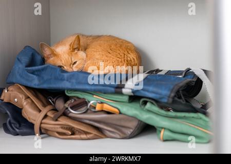 ingwerkatze liegt versteckt im Schrank. Die Katze versteckte sich vor Leuten im Schrank. Katze lügt auf den Sachen der Person Stockfoto