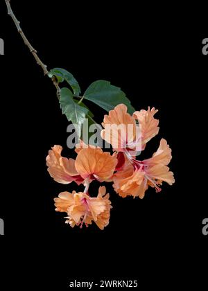 Nahaufnahme von orangen und roten Blüten, Zweigen und Blättern des Hibiskus rosa sinensis el capitolio oder Pudelschwanzhibiskus isoliert auf schwarzem Hintergrund Stockfoto