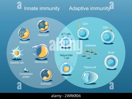 Adaptive und angeborene Immunität. Zellen des Immunsystems. Immunantwort. Immunologie-Infografik. Schnelle und langsame Reaktion. Isometrischer Flachvektor Abb. Stock Vektor