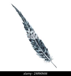 Aquarell monochrome Vogelfeder grau schwarz mit Granulierung von Schattierungen und natürlichen Ornamenten. Echte Flügel, Feder. Handgezeichnete Abbildung Stockfoto