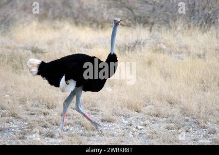 Somalischer Strauß, Struthio molybdophanes. Samburu-Nationalpark, Kenia. Stockfoto