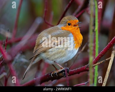 Niedlicher robin-Vogel, der auf dem Ast sitzt und singt. Niedlicher, hoch sitzender erithacus rubecula singvogel im Winter Stockfoto