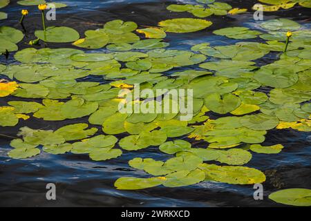 Wasserlilie Blätter und gelbe Wasserlilie binden Lilienblüten. Fotografiert während eines sonnigen Tages im See. Wolken, die von der Oberfläche der Verbindung reflektiert werden. Stockfoto
