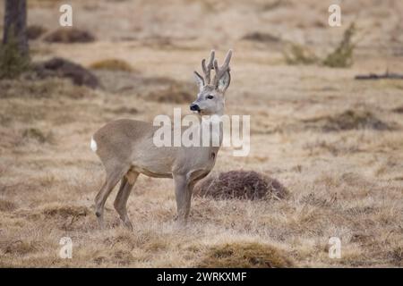 Männliche Rehe in Rumänien Stockfoto