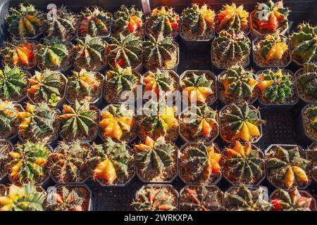 Kleine bunte rote gelbe grüne Gymnocalycium Varieté-Kakteen-Pflanzentöpfe zum Verkauf auf dem Outdoor-Pflanzenmarkt. Stockfoto