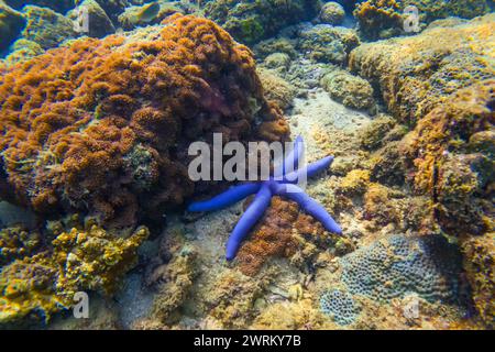 Die blaue Seastar Linkia laevigata schmiegt sich an ein vielfältiges Korallenriff. Stockfoto