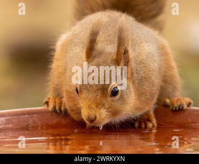 Das durstige kleine schottische Eichhörnchen trinkt Wasser Stockfoto