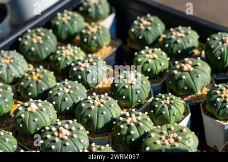 Astrophytum asterias ist eine Kaktusart. Stockfoto