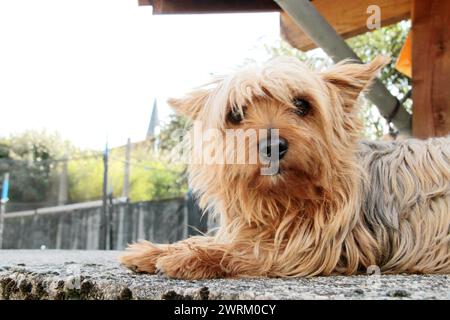 ★ Hund / Chien ★ Foto Original ★ Photographie d'animaux ★ ★ Animaux de compagnie ★ Crédit Foto : Bélino Stockfoto