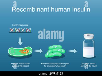 Rekombinantes Humaninsulin. Rekombinante Bakterien verwenden das Gen zur Insulinproduktion. Querschnitt eines Bakteriums mit Plasmid. Durchstechflasche aus Glas mit Insulin. Stock Vektor