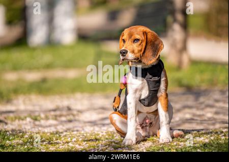 Porträt eines Hundes. Ein Beagle-Hund sitzt an sonnigem Tag auf dem Gelände. Im Freien. Stockfoto