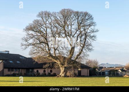 Auf den Spielfeldern der John Beddoes School in Presteigne, Powys, Großbritannien, steht eine riesige 500 Jahre alte „Veteran“-Eiche (eine sessile Eiche, Quercus petraea) Stockfoto