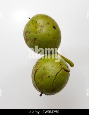 Walnussgrüne Nahaufnahme isoliert auf weißem Hintergrund. Stockfoto