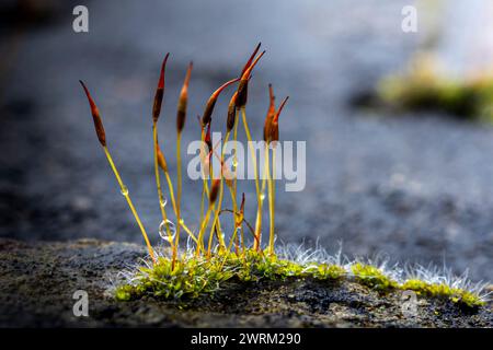 Schöne abstrakte und farbenfrohe Komposition mit Moosblüten Stockfoto