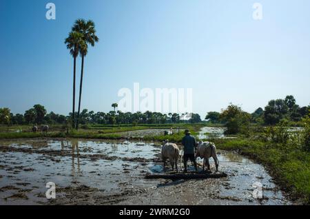 Bauern pflügen mit Ochsen überfluteten Reisfeldern in Inwa (Ava), Myanmar, zurück zu den Wurzeln, nachhaltige Landwirtschaft Stockfoto