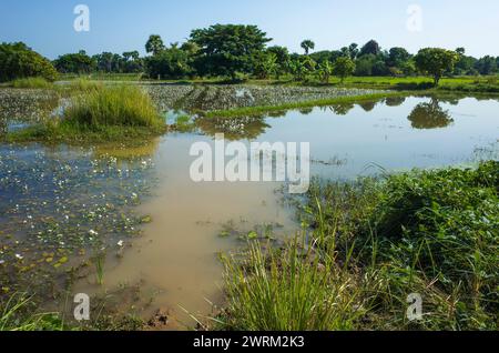 Die Reisfelder wurden in Inwa (Ava), Myanmar, mit Wasser überflutet Stockfoto