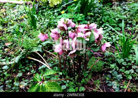 Hellebore immergrüne blühende Pflanze, canterbury, kent, uk märz 2024 Stockfoto