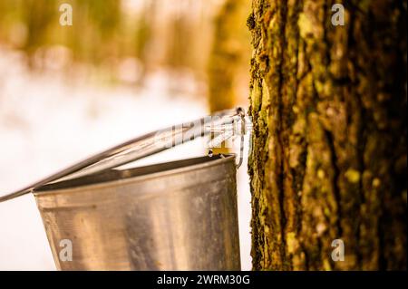 Großvater und Kinder ernten ahornsaft im Frühling auf altmodische Art Stockfoto