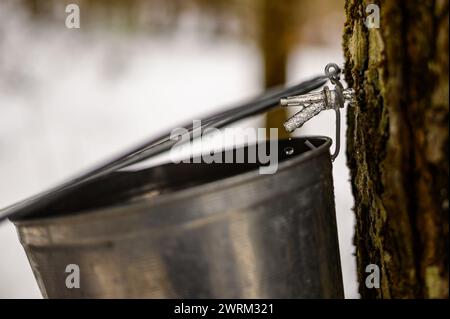 Großvater und Kinder ernten ahornsaft im Frühling auf altmodische Art Stockfoto