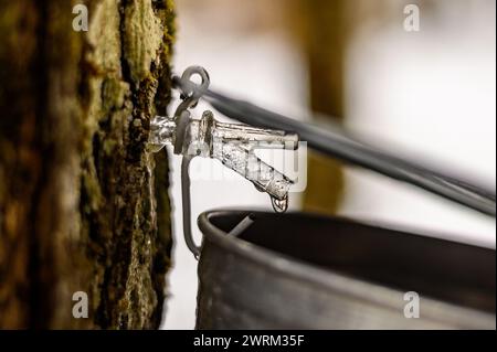 Großvater und Kinder ernten ahornsaft im Frühling auf altmodische Art Stockfoto