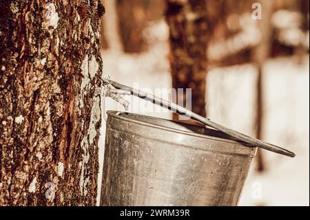 Großvater und Kinder ernten ahornsaft im Frühling auf altmodische Art Stockfoto