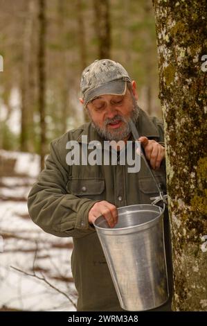 Großvater und Kinder ernten ahornsaft im Frühling auf altmodische Art Stockfoto