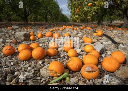 Orangen, die wegen des Mangels an Regen und der Trockenheit der Früchte nicht gepflückt wurden, um auf dem Boden zu verrotten, Alcalali, Marina Alta, Provinz Alicante, Valencia, Spanien, Europa Stockfoto