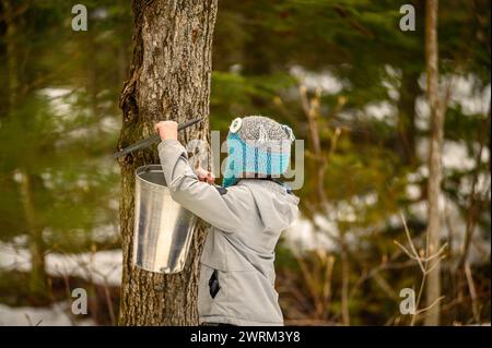 Großvater und Kinder ernten ahornsaft im Frühling auf altmodische Art Stockfoto