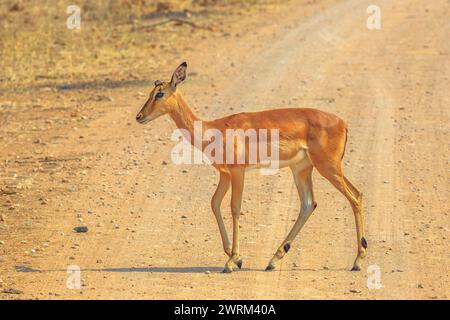 Seitenansicht der weiblichen Impala, der Art Aepyceros melampus, der gemeinsamen afrikanischen Antilope des Kruger-Nationalparks in Südafrika. Trockenzeit. Stockfoto