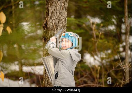 Großvater und Kinder ernten ahornsaft im Frühling auf altmodische Art Stockfoto