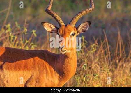 Erwachsener Mann von Impala, Aepyceros melampus, die häufigste Antilope, bei Sonnenuntergang. Umkhuze Wildreservat in Südafrika. Stockfoto