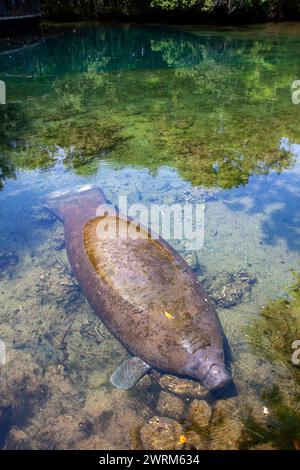 Florida Seekühe sonnen sich im klaren Wasser des Crystal Springs River im Ellie Schiller Homosassa Springs Wildlife State Park in Homosassa Springs, Florida. Die natürlichen heißen Quellen sind die Heimat einer der größten Ansammlungen gefährdeter Seekühe der Welt. Stockfoto