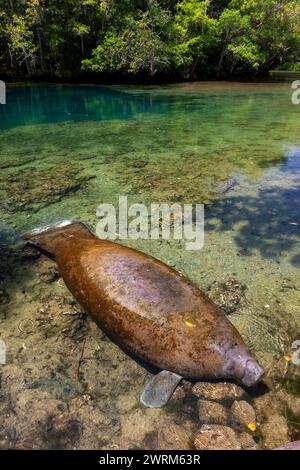 Florida Seekühe sonnen sich im klaren Wasser des Crystal Springs River im Ellie Schiller Homosassa Springs Wildlife State Park in Homosassa Springs, Florida. Die natürlichen heißen Quellen sind die Heimat einer der größten Ansammlungen gefährdeter Seekühe der Welt. Stockfoto